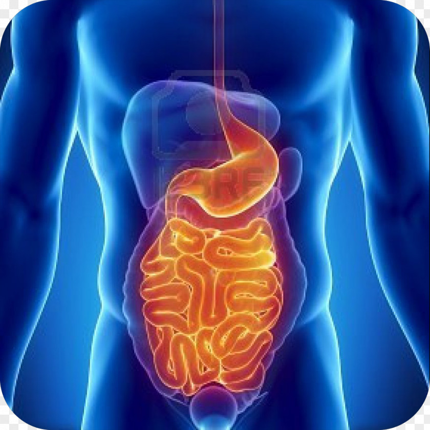 Nutrient Gastrointestinal Tract Digestion Health Disease PNG tract disease, stomach wall clipart PNG