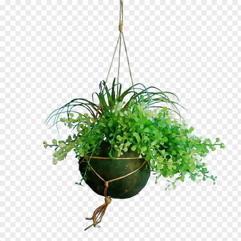 Vascular Plant Moss Flowerpot Flower Houseplant Grass PNG