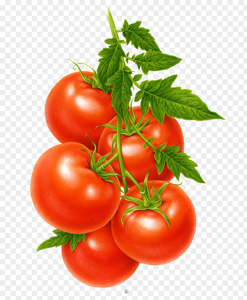 A Bunch Of Tomatoes Tomato Juice Cherry Fruit Vegetable PNG