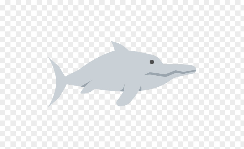 Dolphin Common Bottlenose Tucuxi Rough-toothed Fish PNG