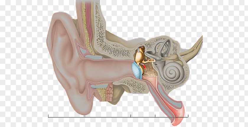 Ear Hearing Inner Middle Outer PNG