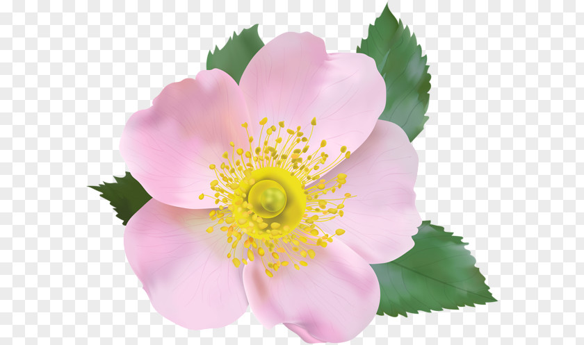 Flower Dog-rose Blossom Clip Art PNG