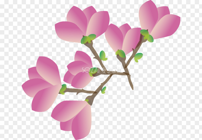 Flower Magnolia Liliiflora Illustration Yulan PNG