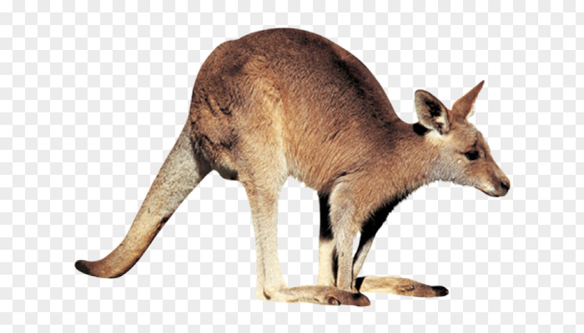 Kangaroo Paw Macropods Clip Art PNG