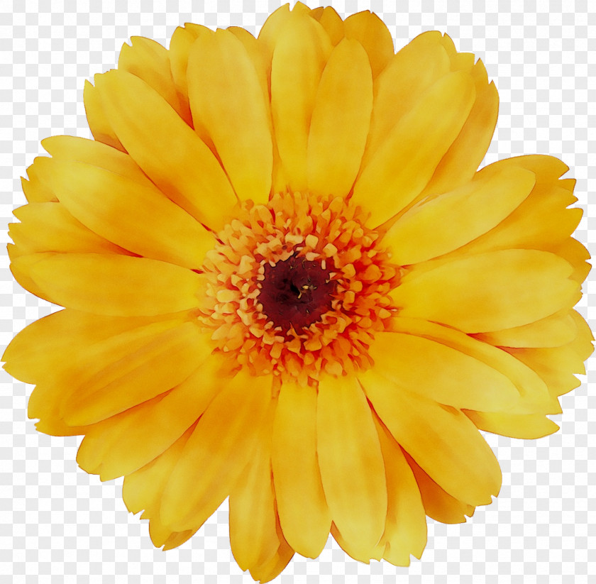 Transvaal Daisy Drawing Stock Photography Royalty-free Image PNG