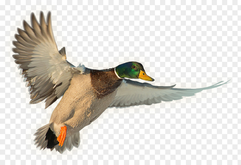 Duck Mallard Water Bird Anseriformes Hunting PNG
