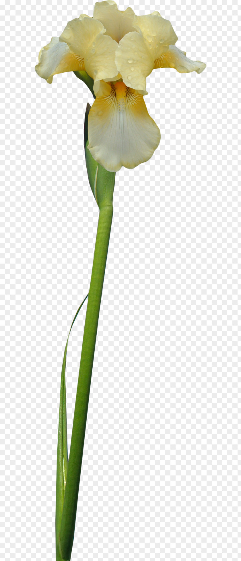 Flower Irises Cut Flowers PNG