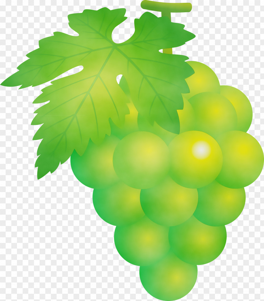Grape Green Seedless Fruit Leaf Grapevine Family PNG