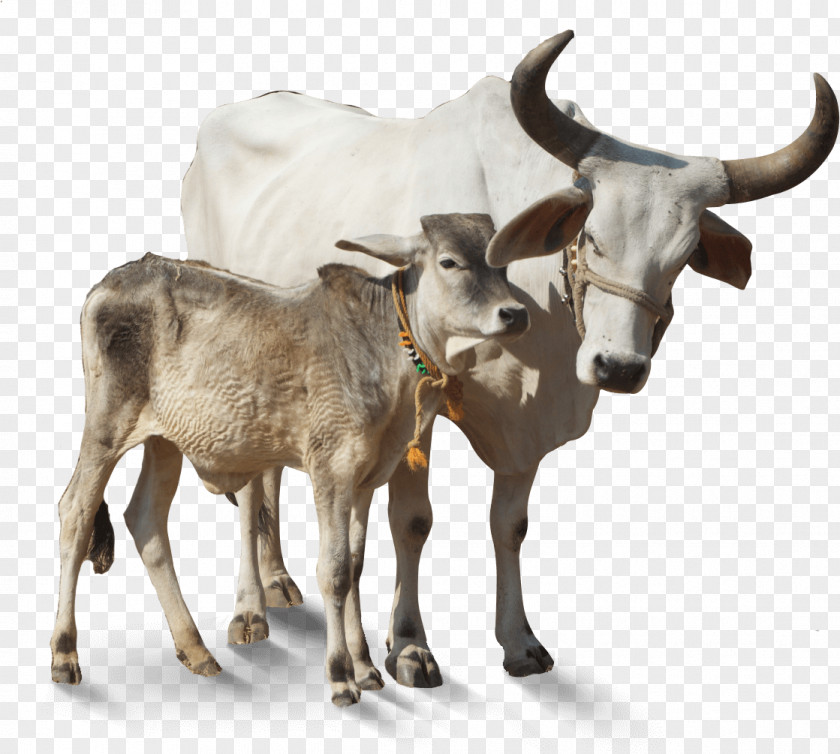 Ox Working Animal Cartoon PNG