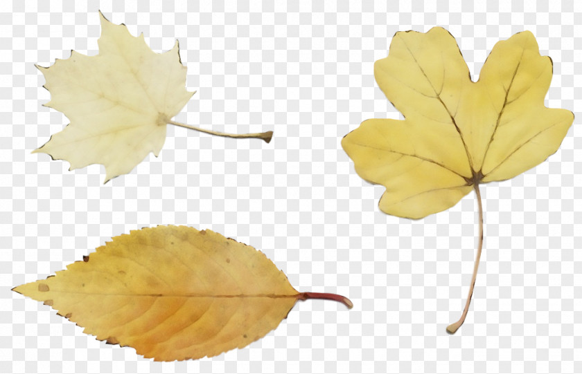 Planetree Family Flower Maple Leaf PNG