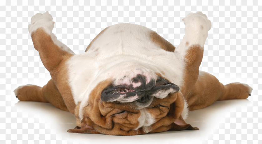 Sleeping Dog Feeling Tired Chronic Fatigue Exercise Health Thyroid Disease PNG