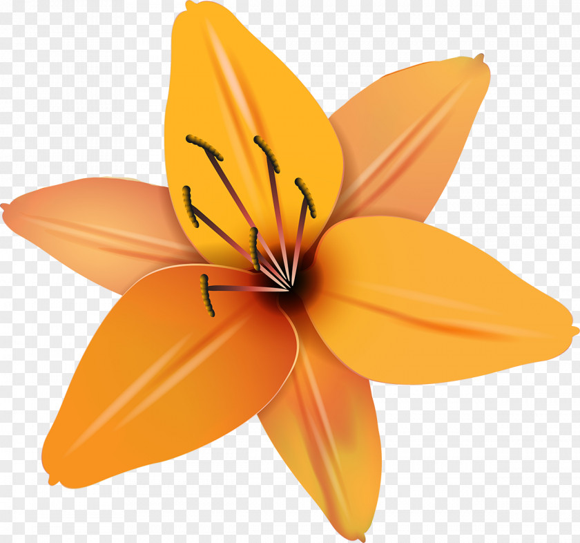 YELLOW Flowering Plant Petal Lily M PNG