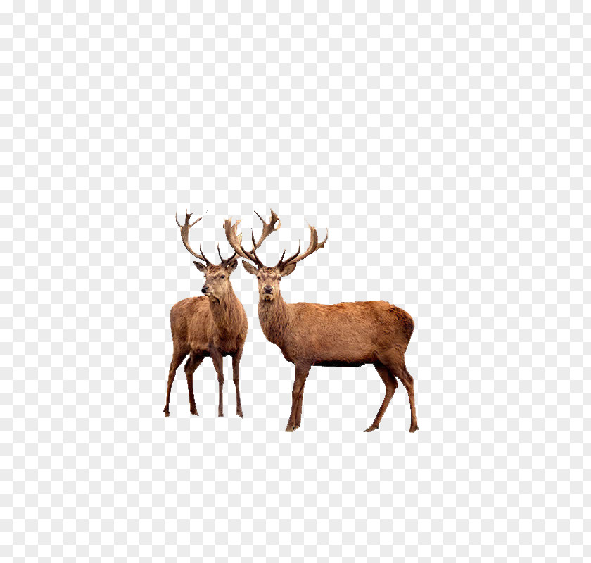 Deer Reindeer Red Elk Moose PNG