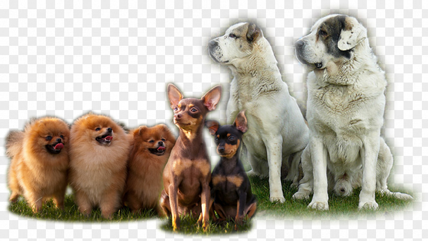 Dog Breed Puppy Group (dog) Companion PNG