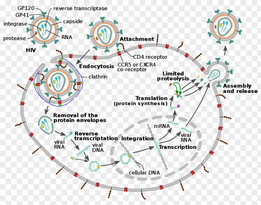 Explosion Moment Management Of HIV/AIDS Virus Viral Replication PNG