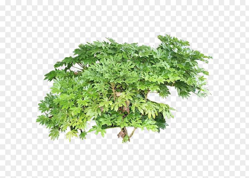 Green Plants Tree Plant Cypress PNG