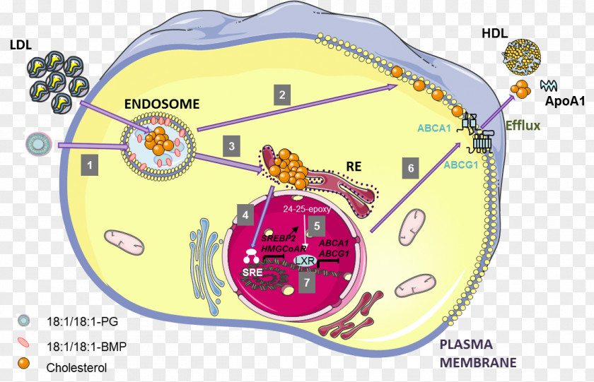 Cholesterol ABCA1 Liver X Receptor LDL Low-density Lipoprotein PNG