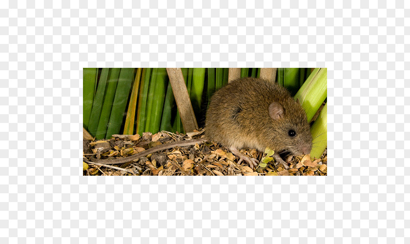 Mouse Dormouse Hamster Fauna Snout PNG