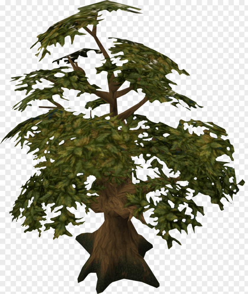 Oak Tree Woody Plant RuneScape PNG