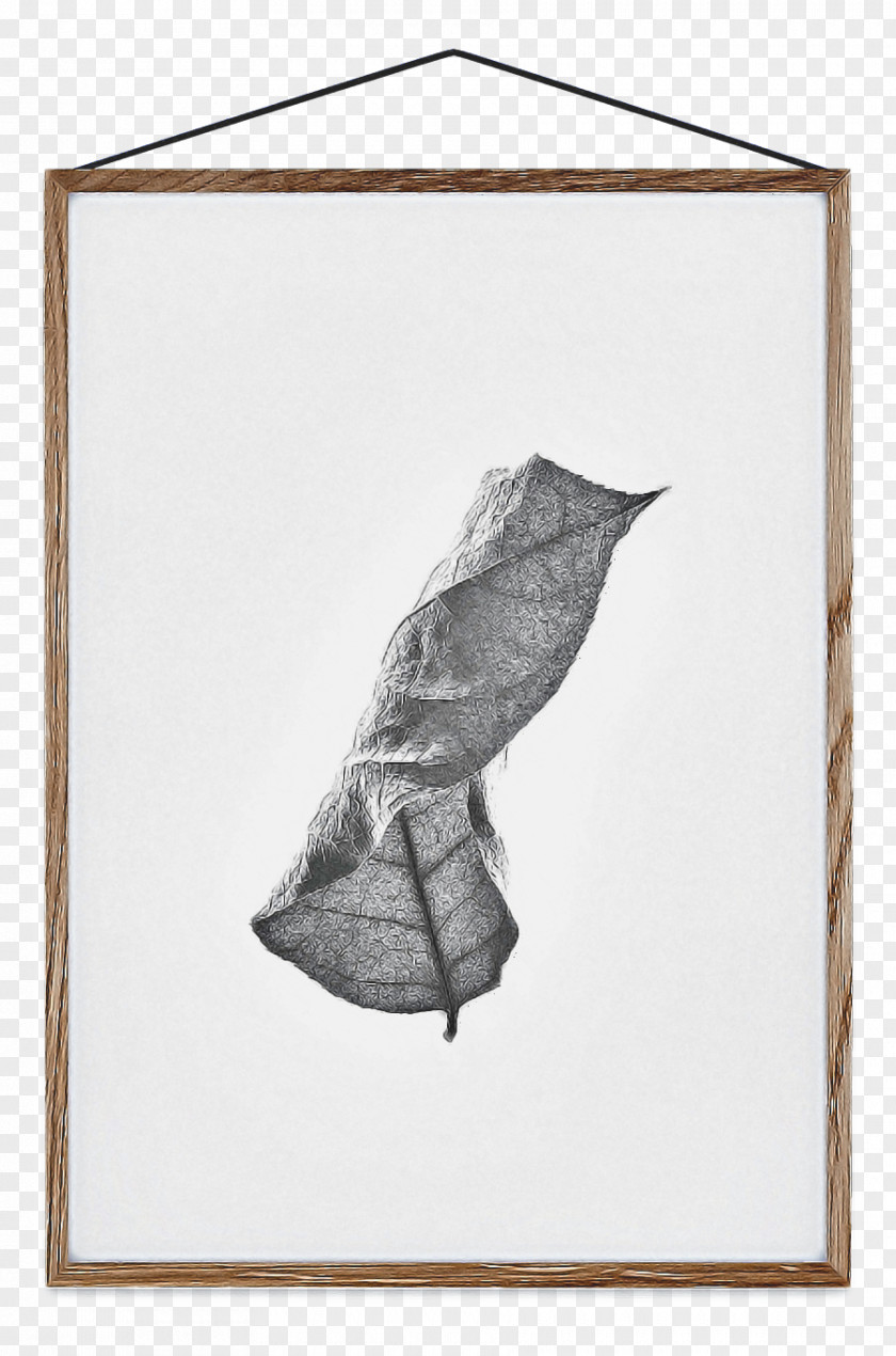 Paper Conch Leaf Drawing PNG