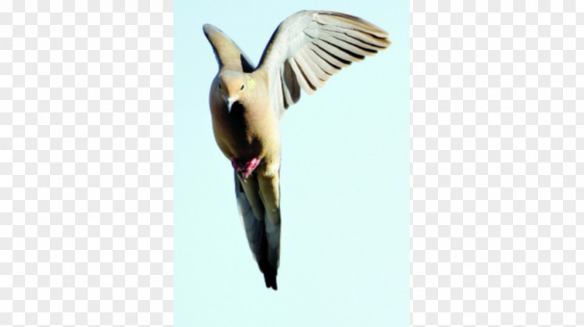 Bird Beak Swallow Water Wing PNG