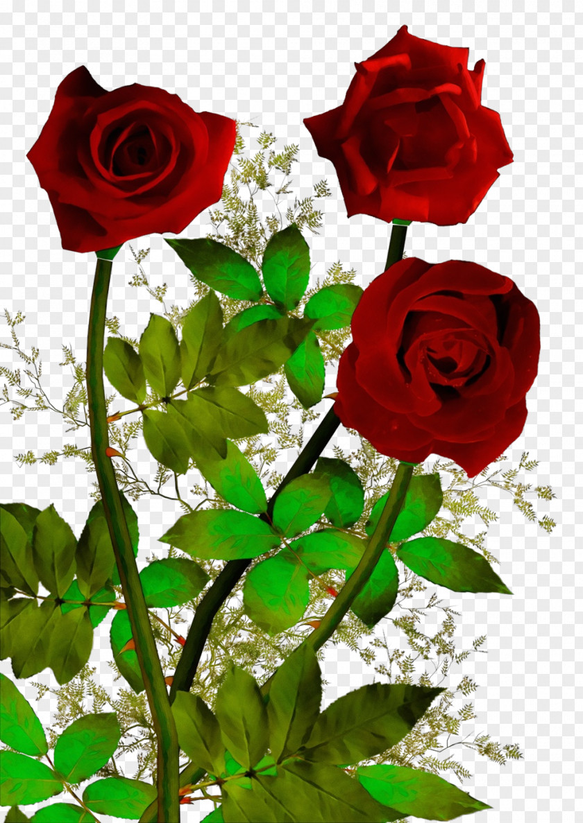 Garden Roses PNG