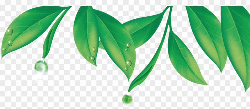 Green Leaves Tea Dew Google Images PNG