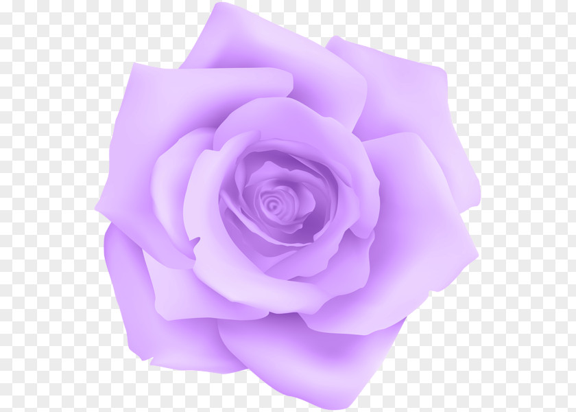 Purple Rose Garden Roses Violet PNG