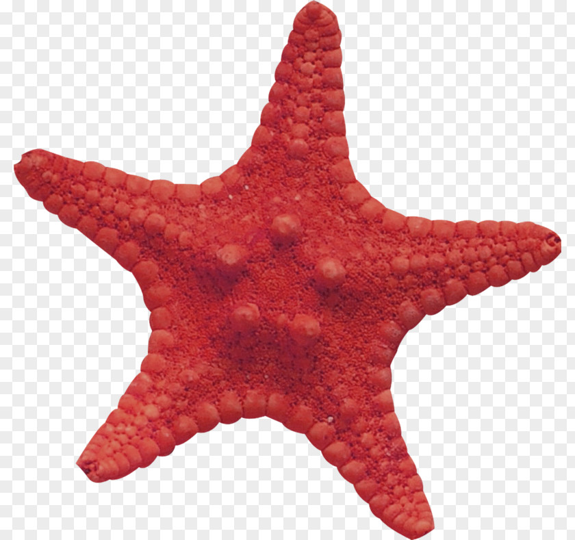 Starfish Material Lossless Compression PNG
