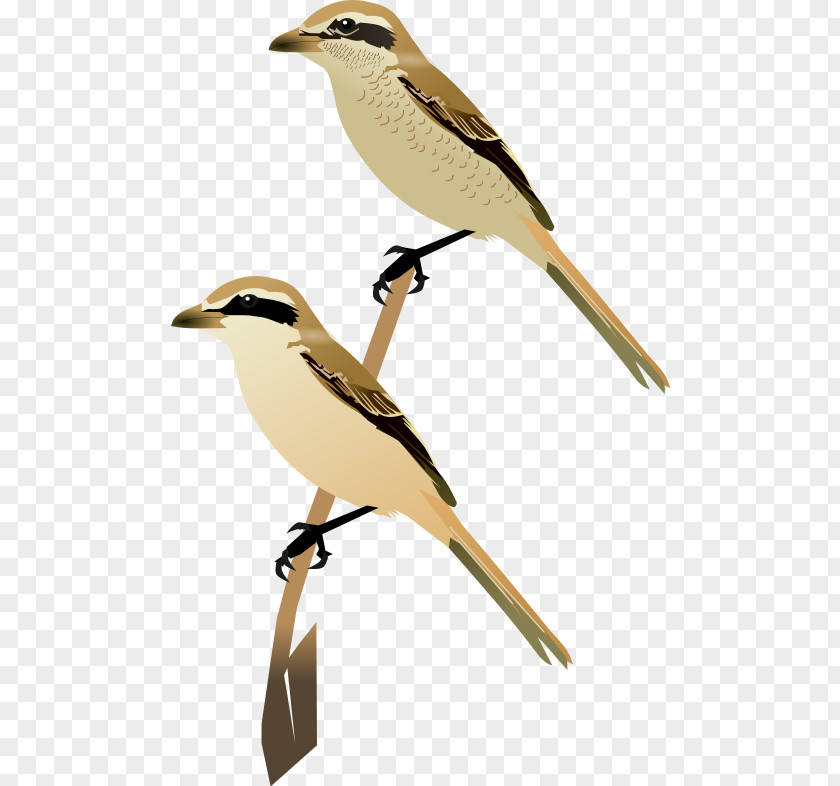 Wren Fauna Cuckoos Beak Feather PNG
