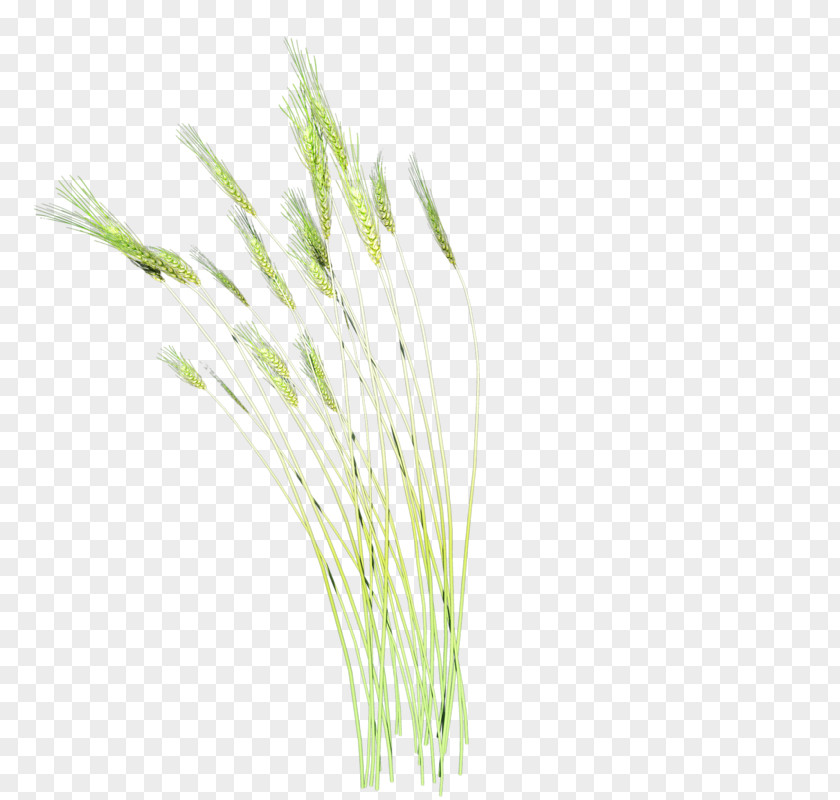 A Barley Cat Grasses Plant PNG