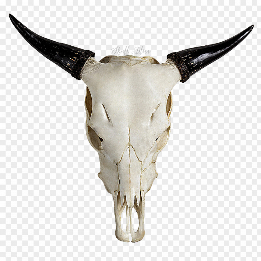 Bull Skull Highland Cattle Horn Goat PNG
