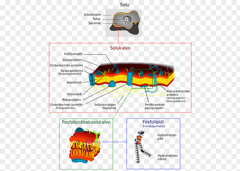Cell Membrane Biological Structure PNG