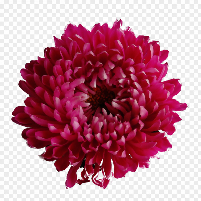 Chrysanthemum Clip Art Transparency Flower PNG