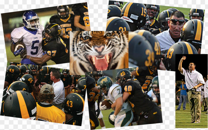 Tiger Mammal Recreation Collage PNG