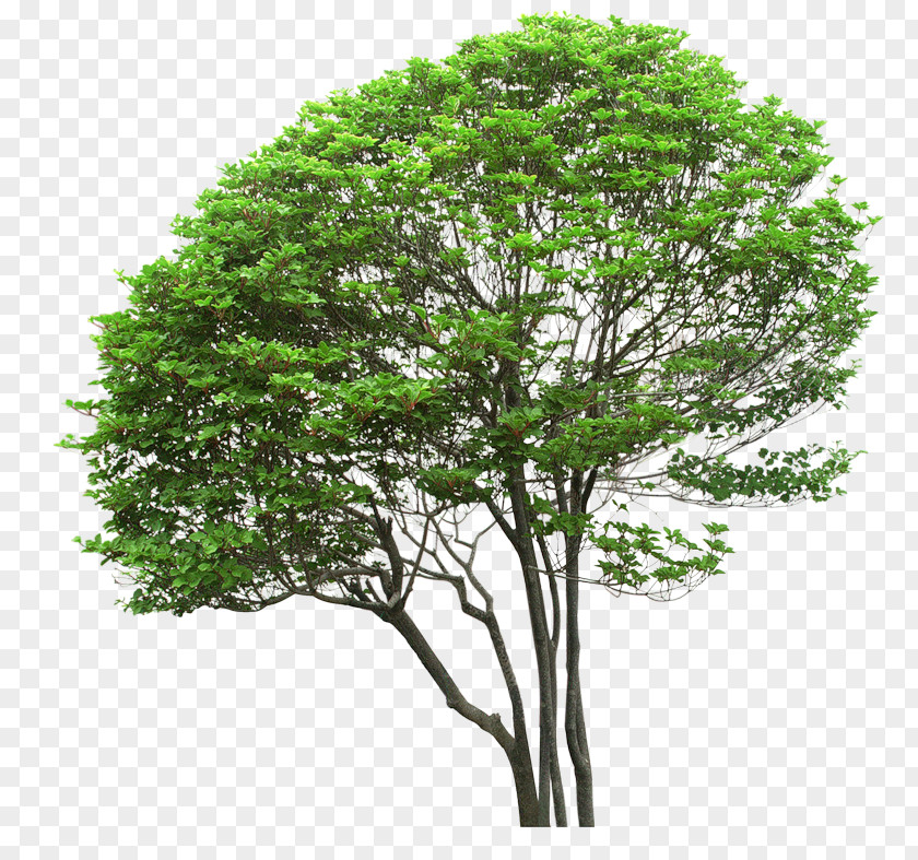Tree Digital Image Clip Art PNG
