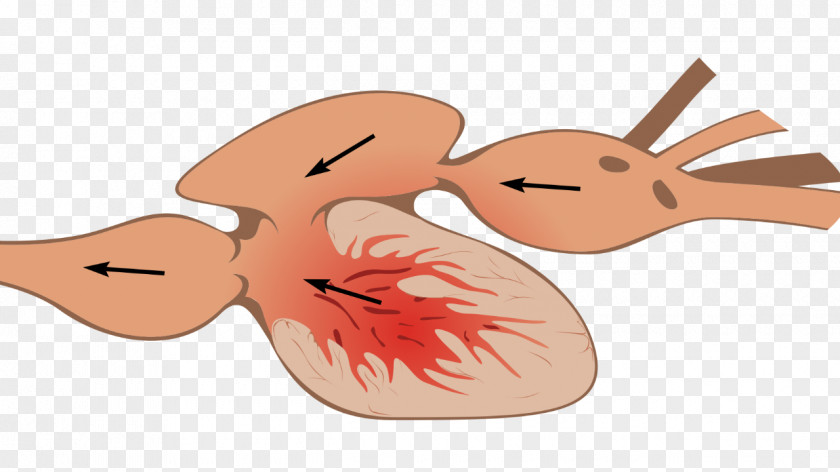 Fish Vertebrate Anatomy Heart PNG