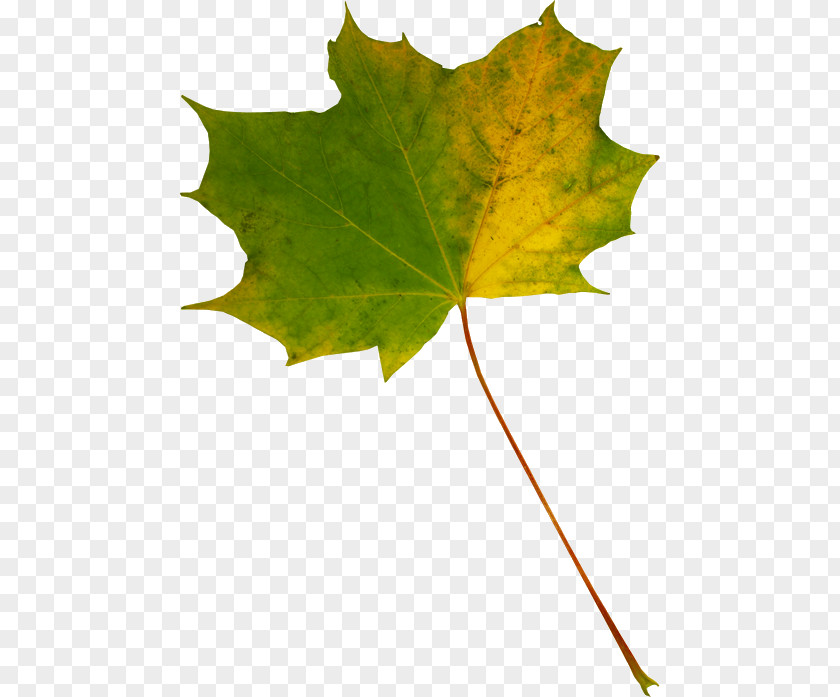 Maple Leaf PNG