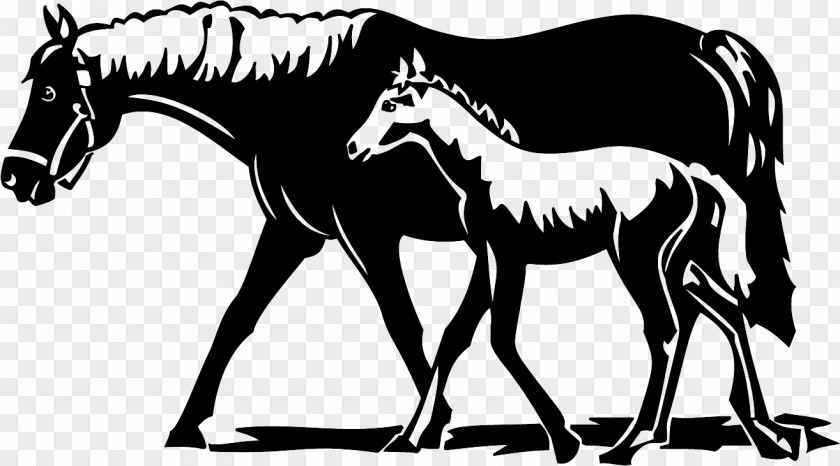 Mustang Foal Pony Stallion PNG