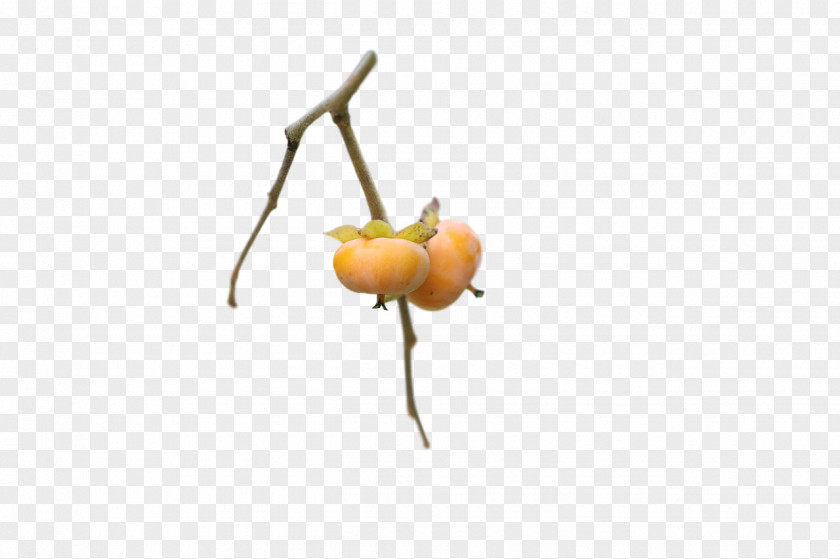 Plant Stem 0jc Fruit Plants Structure PNG