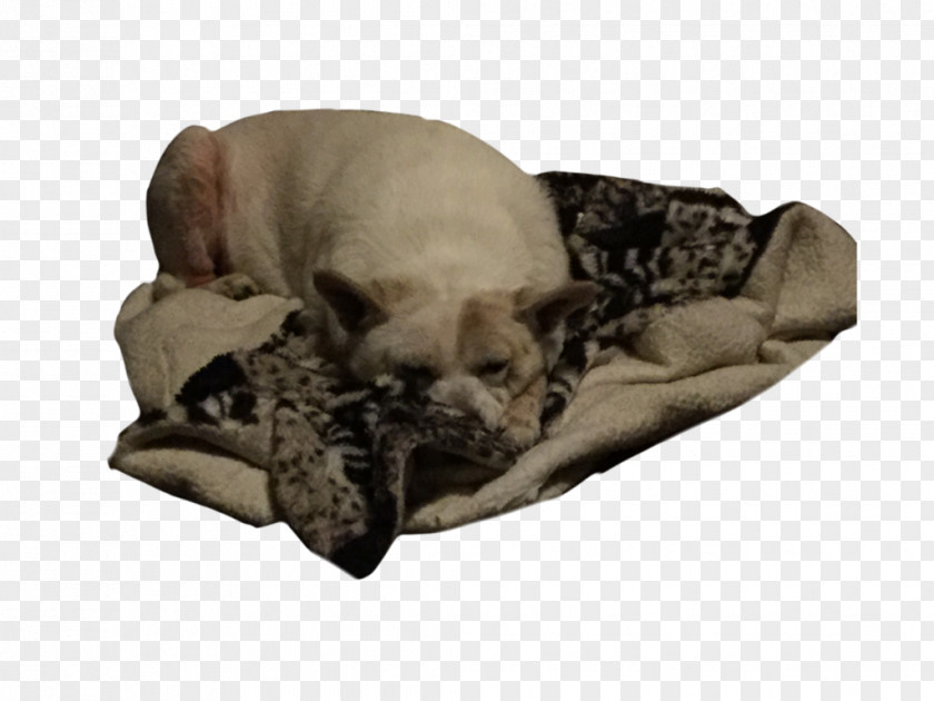 Puppy French Bulldog Dog Breed Non-sporting Group PNG