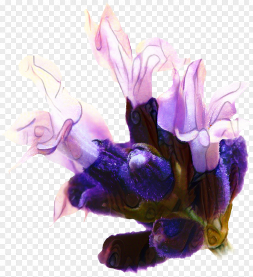 Carpenter Bee Violet Family Lavender Flower PNG