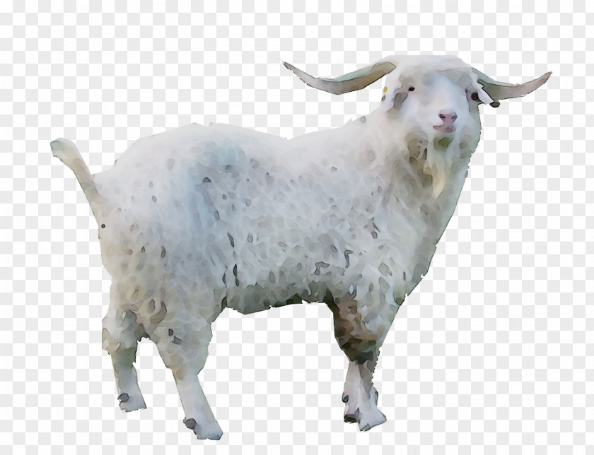 Goat Sheep Cattle PNG