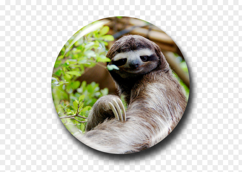 Koala Brown-throated Sloth Evolution Cat PNG