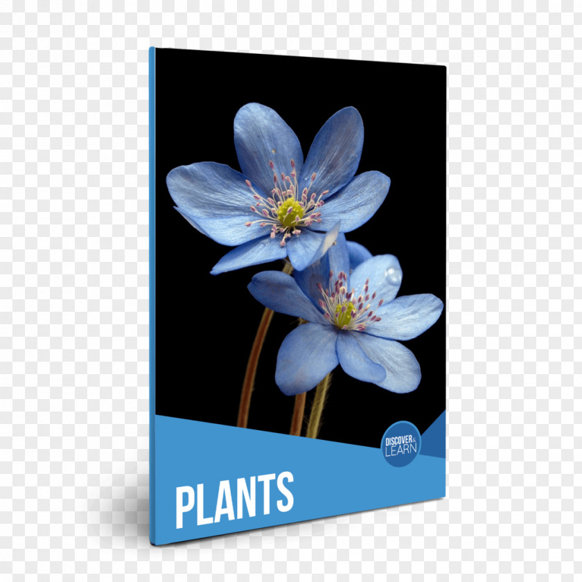 Plants Flower Desktop Wallpaper Petal Stock.xchng PNG