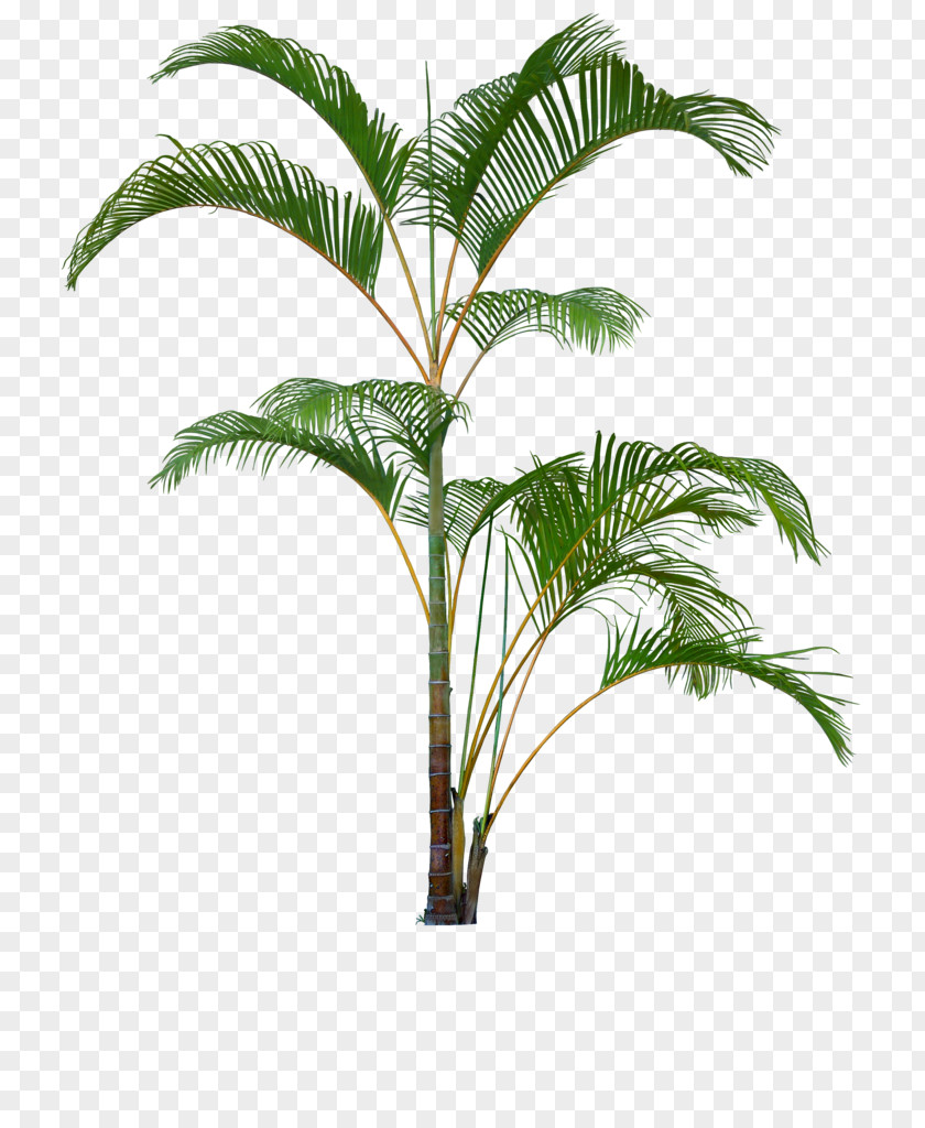 Plants Flowerpot Houseplant Clip Art Palm Trees PNG