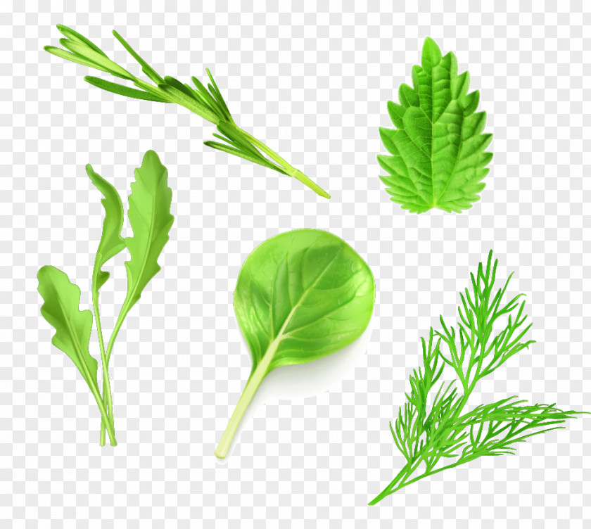 Vector Realistic Green Vegetables Leaf Vegetable Lettuce Arugula PNG