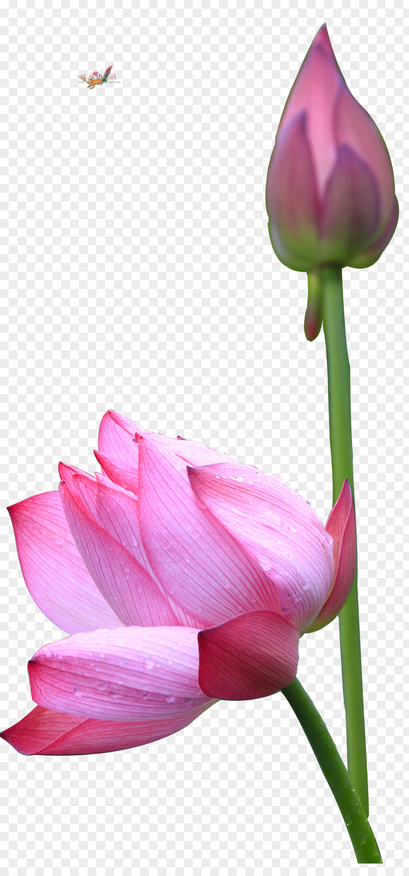Beautiful Flower Sacred Lotus Photography Image Close-up PNG