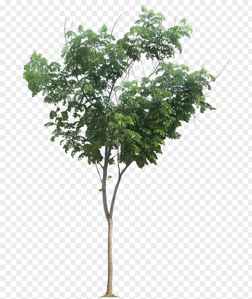 Eucalyptus Raintree Albizia Chinensis Tropical Africa Tamarind PNG