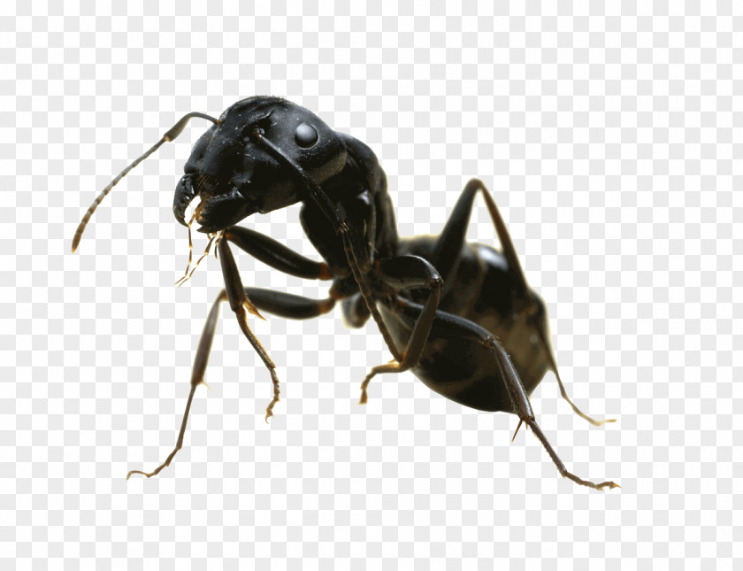 Insect Carpenter Ant Black Garden Pest Control PNG